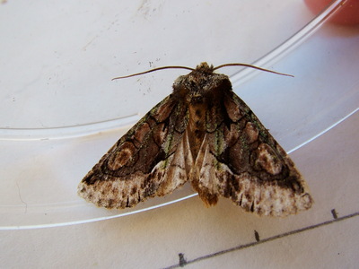 Green-brindled Crescent